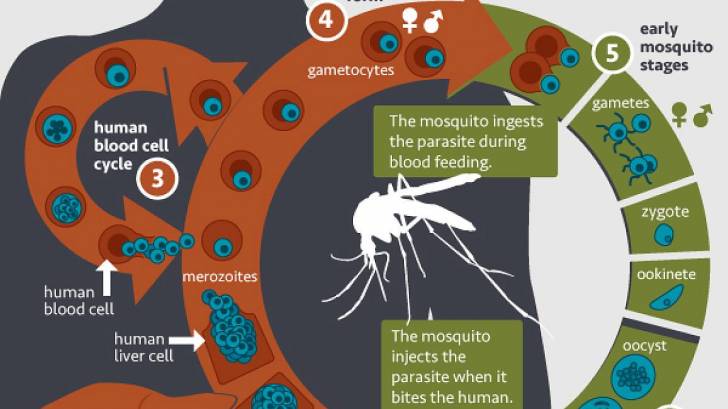 life cycle of malaria parasite