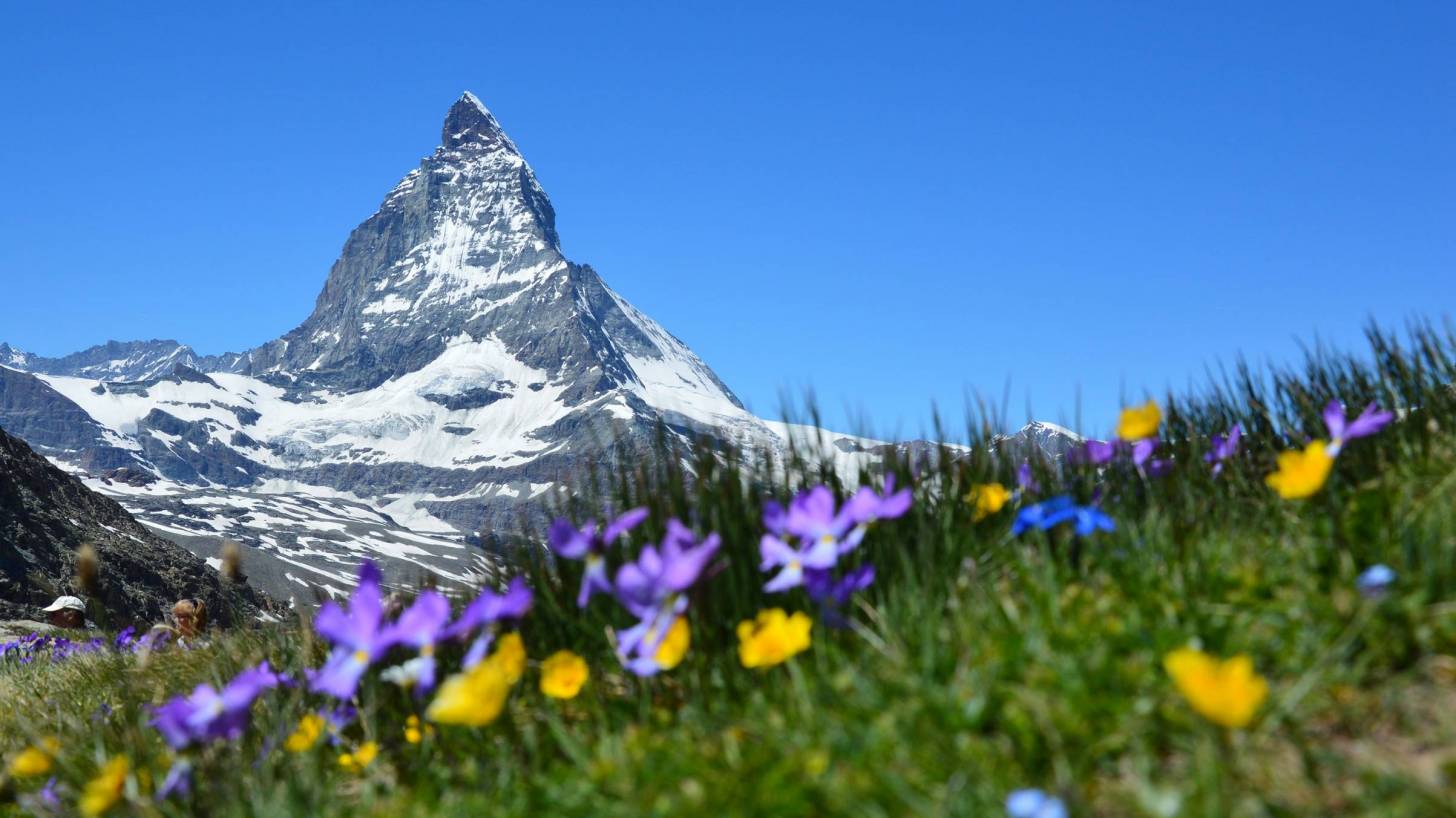 swiss apls in the spring matterhorn peak