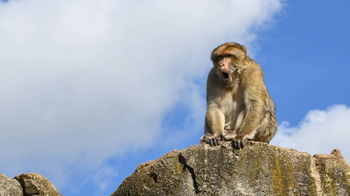 macaque monkey sitting on top of rock