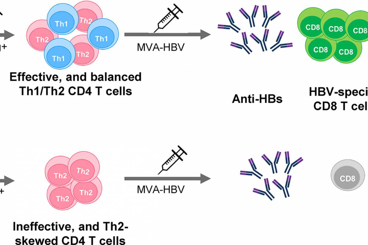 Unraveling Key Determinant Of Chronic Hepatitis B Vaccination ...