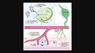 dengue virus