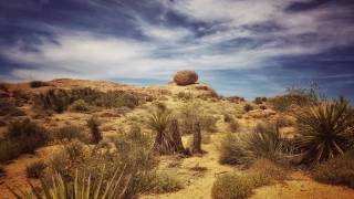 california, joshua tree, desert