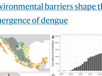 dengue